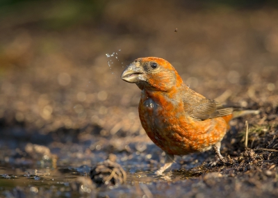 <i class='fa fa-user'></i>&nbsp;freekmeijer&nbsp;|   Kruisbek&nbsp; <i class='fa fa-eye'>&nbsp;337</i> &nbsp; <i class='fa fa-comment-o'>&nbsp;3</i>