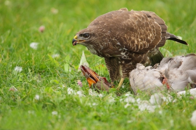 Soms heb je geluk en zie je een buizerd bij een verkeersslachttoffer. Een Grauwe Gans. Als je die setting dan met de mobiele schuilhut tot op een meter of zes kunt benaderen, hoef je de foto's niet meer uit te snijden....