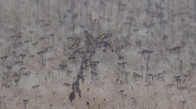 <i class='fa fa-user'></i>&nbsp;corvanspijk&nbsp;|   Putter&nbsp; <i class='fa fa-eye'>&nbsp;575</i> &nbsp;<i class='fa fa-thumbs-up'>&nbsp;7</i> &nbsp; <i class='fa fa-comment-o'>&nbsp;9</i>