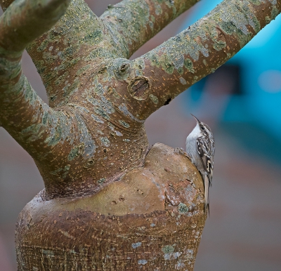 <i class='fa fa-user'></i>&nbsp;Jakob Keun&nbsp;|   Boomkruiper&nbsp; <i class='fa fa-eye'>&nbsp;486</i> &nbsp;<i class='fa fa-thumbs-up'>&nbsp;3</i> &nbsp; <i class='fa fa-comment-o'>&nbsp;5</i>