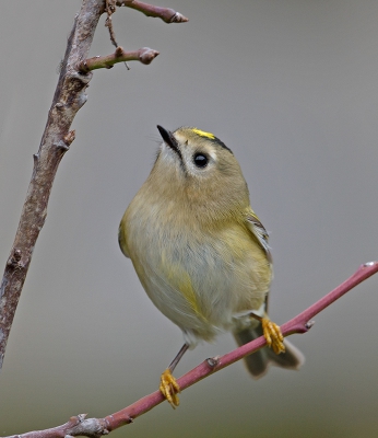 <i class='fa fa-user'></i>&nbsp;Jakob Keun&nbsp;|   Goudhaan&nbsp; <i class='fa fa-eye'>&nbsp;444</i> &nbsp;<i class='fa fa-thumbs-up'>&nbsp;3</i> &nbsp; <i class='fa fa-comment-o'>&nbsp;12</i>