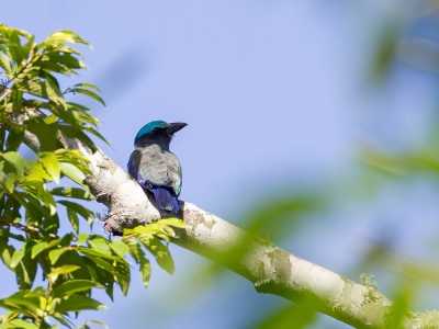 <i class='fa fa-user'></i>&nbsp;Paul van Giersbergen&nbsp;|   Sulawesischarrelaar&nbsp; <i class='fa fa-eye'>&nbsp;219</i> &nbsp; <i class='fa fa-comment-o'>&nbsp;1</i>