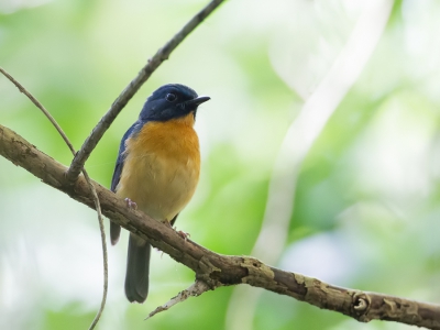 <i class='fa fa-user'></i>&nbsp;Paul van Giersbergen&nbsp;|   Sulawesiniltava&nbsp; <i class='fa fa-eye'>&nbsp;231</i> &nbsp; <i class='fa fa-comment-o'>&nbsp;1</i>