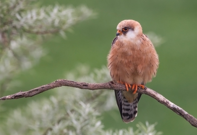 <i class='fa fa-user'></i>&nbsp;charlysax&nbsp;|   Roodpootvalk&nbsp; <i class='fa fa-eye'>&nbsp;604</i> &nbsp;<i class='fa fa-thumbs-up'>&nbsp;18</i> &nbsp; <i class='fa fa-comment-o'>&nbsp;14</i>