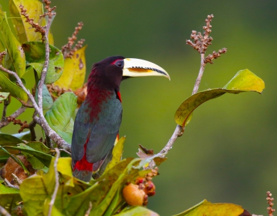 <i class='fa fa-user'></i>&nbsp;Theo Hendriks&nbsp;|   Azara-arassari&nbsp; <i class='fa fa-eye'>&nbsp;337</i> &nbsp;<i class='fa fa-thumbs-up'>&nbsp;4</i> &nbsp; <i class='fa fa-comment-o'>&nbsp;2</i>