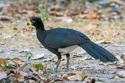 <i class='fa fa-user'></i>&nbsp;martin lok&nbsp;|   Maskerhokko&nbsp; <i class='fa fa-eye'>&nbsp;233</i> &nbsp; <i class='fa fa-comment-o'>&nbsp;1</i>