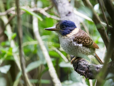 <i class='fa fa-user'></i>&nbsp;Paul van Giersbergen&nbsp;|   Streepkopbosijsvogel&nbsp; <i class='fa fa-eye'>&nbsp;349</i> &nbsp;<i class='fa fa-thumbs-up'>&nbsp;2</i> &nbsp; <i class='fa fa-comment-o'>&nbsp;5</i>