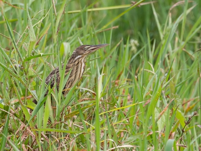 <i class='fa fa-user'></i>&nbsp;Paul van Giersbergen&nbsp;|   Rossige Woudaap&nbsp; <i class='fa fa-eye'>&nbsp;295</i> &nbsp; <i class='fa fa-comment-o'>&nbsp;0</i>