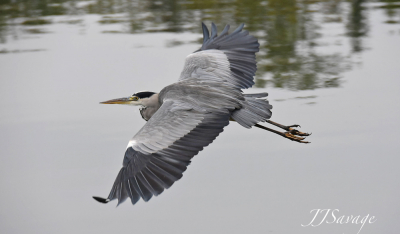 de blauwe reiger vloog op tijdens voorbij varen op Le Doubs
en meestal blijven ze zitten of vliegen in de andere richting
