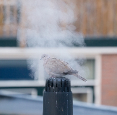 <i class='fa fa-user'></i>&nbsp;ron entius&nbsp;|   Turkse Tortel&nbsp; <i class='fa fa-eye'>&nbsp;874</i> &nbsp;<i class='fa fa-thumbs-up'>&nbsp;18</i> &nbsp; <i class='fa fa-comment-o'>&nbsp;19</i>