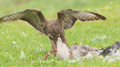 De Buizerd met een roadkill Grauwe Gans was helemaal gefocust op zijn maaltijd. Ik mocht, met een hl langzaam uitrollende auto, dichterbij komen. Een paar keer keek hij mij aan, maar blijkbaar was zijn honger groter dan zijn vluchtgedrag.