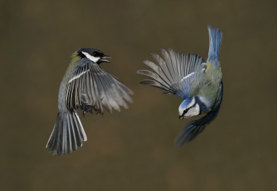 <i class='fa fa-user'></i>&nbsp;Gejo Wassink&nbsp;|   Koolmees&nbsp; <i class='fa fa-eye'>&nbsp;1062</i> &nbsp;<i class='fa fa-thumbs-up'>&nbsp;33</i> &nbsp; <i class='fa fa-comment-o'>&nbsp;25</i>