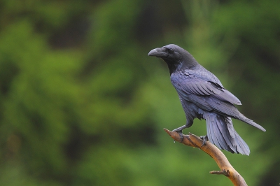 <i class='fa fa-user'></i>&nbsp;Alex Roetemeijer&nbsp;|   Raaf&nbsp; <i class='fa fa-eye'>&nbsp;352</i> &nbsp; <i class='fa fa-comment-o'>&nbsp;1</i>