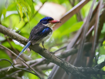 <i class='fa fa-user'></i>&nbsp;Paul van Giersbergen&nbsp;|   Vlagstaartijsvogel&nbsp; <i class='fa fa-eye'>&nbsp;236</i> &nbsp; <i class='fa fa-comment-o'>&nbsp;1</i>