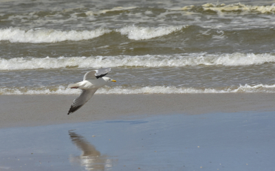 Als ik Nederland ben is het als eerste naar het strand om
foto's te maken van o.a. meeuwen. Door hunting deze meeuw in vizier gekregen