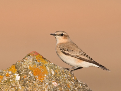 De Tapuiten zijn op doorreis en sterken hier even aan, binnenkort zijn zij weer vertrokken richting Afrika. Het heeft mij wel wat moeite gekost om een Tapuit op een steen te kunnen fotograferen, ik zie ze normaal heel veel op paaltjes of draden.