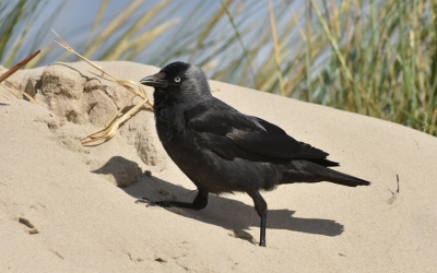 de meeste kauws heb ik tot nu toe in Nederland gezien. Deze liep parmantig door het duin zand naast de afgang naar 't strand