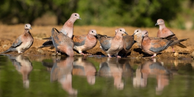 <i class='fa fa-user'></i>&nbsp;henk bogaard&nbsp;|   Palmtortel&nbsp; <i class='fa fa-eye'>&nbsp;361</i> &nbsp; <i class='fa fa-comment-o'>&nbsp;2</i>