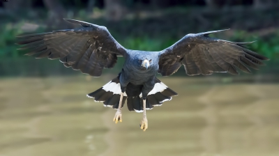 <i class='fa fa-user'></i>&nbsp;martin lok&nbsp;|   Zwarte Arendbuizerd&nbsp; <i class='fa fa-eye'>&nbsp;409</i> &nbsp; <i class='fa fa-comment-o'>&nbsp;1</i>