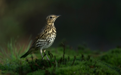 <i class='fa fa-user'></i>&nbsp;anevanrees&nbsp;|   Zanglijster&nbsp; <i class='fa fa-eye'>&nbsp;363</i> &nbsp;<i class='fa fa-thumbs-up'>&nbsp;3</i> &nbsp; <i class='fa fa-comment-o'>&nbsp;5</i>