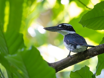 <i class='fa fa-user'></i>&nbsp;Paul van Giersbergen&nbsp;|   Halmaheraijsvogel&nbsp; <i class='fa fa-eye'>&nbsp;251</i> &nbsp;<i class='fa fa-thumbs-up'>&nbsp;5</i> &nbsp; <i class='fa fa-comment-o'>&nbsp;5</i>