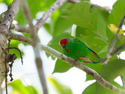 <i class='fa fa-user'></i>&nbsp;Paul van Giersbergen&nbsp;|   Molukse Vleermuisparkiet&nbsp; <i class='fa fa-eye'>&nbsp;219</i> &nbsp; <i class='fa fa-comment-o'>&nbsp;2</i>