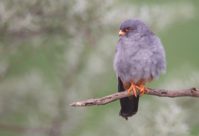 <i class='fa fa-user'></i>&nbsp;charlysax&nbsp;|   Roodpootvalk&nbsp; <i class='fa fa-eye'>&nbsp;423</i> &nbsp;<i class='fa fa-thumbs-up'>&nbsp;1</i> &nbsp; <i class='fa fa-comment-o'>&nbsp;5</i>