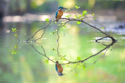 <i class='fa fa-user'></i>&nbsp;Corn� van Oosterhout&nbsp;|   IJsvogel&nbsp; <i class='fa fa-eye'>&nbsp;534</i> &nbsp;<i class='fa fa-thumbs-up'>&nbsp;7</i> &nbsp; <i class='fa fa-comment-o'>&nbsp;10</i>