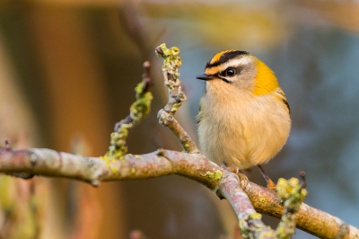 <i class='fa fa-user'></i>&nbsp;Peter Boltjes&nbsp;|   Vuurgoudhaan&nbsp; <i class='fa fa-eye'>&nbsp;510</i> &nbsp;<i class='fa fa-thumbs-up'>&nbsp;7</i> &nbsp; <i class='fa fa-comment-o'>&nbsp;14</i>