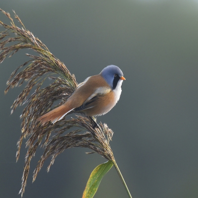 <i class='fa fa-user'></i>&nbsp;Gerard Visser&nbsp;|   Baardman&nbsp; <i class='fa fa-eye'>&nbsp;405</i> &nbsp;<i class='fa fa-thumbs-up'>&nbsp;7</i> &nbsp; <i class='fa fa-comment-o'>&nbsp;20</i>