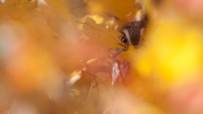 <i class='fa fa-user'></i>&nbsp;Gert-Jan Cromwijk&nbsp;|   Ransuil&nbsp; <i class='fa fa-eye'>&nbsp;628</i> &nbsp;<i class='fa fa-thumbs-up'>&nbsp;18</i> &nbsp; <i class='fa fa-comment-o'>&nbsp;11</i>