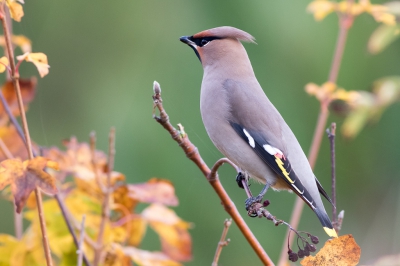 Wat een heerlijk herfsttafereeltje. Deze mooie vrouw Pestvogel trof ik samen met 2 jonge vogels in de duintjes op Vlieland. Met wat geduld kwam ze foerageren op de lijsterbes. Leuk aan deze houding is dat de vogel totaal geen acht slaat op mij, maar fris de duinvalei in kijkt.  Lichtomstandigheden in de ochtend waren niet ideaal. Ik moest de grenzen van mijn 7dII (in iso) en mijn vaste hand (1/160) opzoeken voor deze plaat.  Met de 400mm zonder IS is een beetje geluk wel meegenomen. Het resultaat deel ik graag hier.