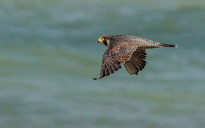 <i class='fa fa-user'></i>&nbsp;Piet de Poorter&nbsp;|   Slechtvalk&nbsp; <i class='fa fa-eye'>&nbsp;569</i> &nbsp;<i class='fa fa-thumbs-up'>&nbsp;21</i> &nbsp; <i class='fa fa-comment-o'>&nbsp;22</i>