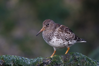 <i class='fa fa-user'></i>&nbsp;Kees de Jager&nbsp;|   Paarse Strandloper&nbsp; <i class='fa fa-eye'>&nbsp;237</i> &nbsp; <i class='fa fa-comment-o'>&nbsp;1</i>