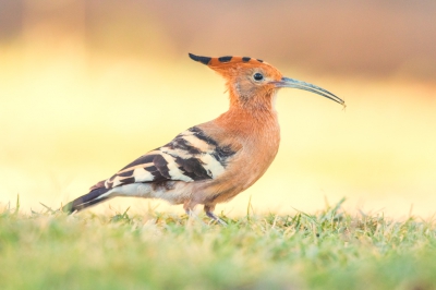 Deze hop landde op een grasperkje in Okaukuejo Rest Camp in Etosha.Vogel zat in de schaduw maar de BG werd mooi opgelicht door de zon