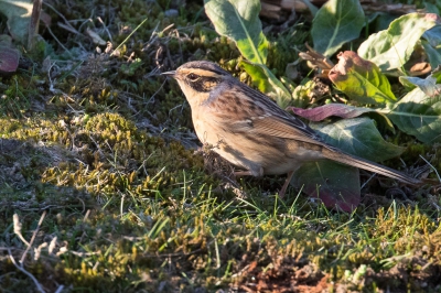 <i class='fa fa-user'></i>&nbsp;Mattias Hofstede&nbsp;|   Bergheggenmus&nbsp; <i class='fa fa-eye'>&nbsp;710</i> &nbsp; <i class='fa fa-comment-o'>&nbsp;6</i>