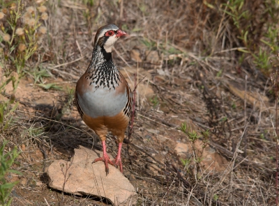 Gisteren zat ik in de vogelhut van Monte Horizonte en deze Rode Patrijs liet zich prachtig zien. Eerst drinken in de poel voor de hut en daarna nog even rond lopen.