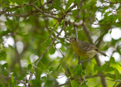 <i class='fa fa-user'></i>&nbsp;gras4711&nbsp;|   Cubaanse Vireo&nbsp; <i class='fa fa-eye'>&nbsp;465</i> &nbsp; <i class='fa fa-comment-o'>&nbsp;2</i>