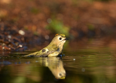 Het goudhaantje is een van mijn favoriete vogeltjes. Zeer lastig te fotograferen, echter als ze gaan badderen krijg je genoeg kansen...Ik vind het licht en de achtergrondkleuren erg mooi vandaar deze upload!