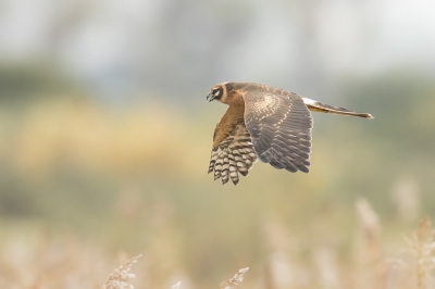 <i class='fa fa-user'></i>&nbsp;erikruiterman&nbsp;|   Steppekiekendief&nbsp; <i class='fa fa-eye'>&nbsp;673</i> &nbsp;<i class='fa fa-thumbs-up'>&nbsp;12</i> &nbsp; <i class='fa fa-comment-o'>&nbsp;13</i>