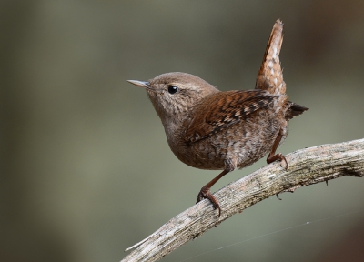 <i class='fa fa-user'></i>&nbsp;Koekieman&nbsp;|   Winterkoning&nbsp; <i class='fa fa-eye'>&nbsp;312</i> &nbsp;<i class='fa fa-thumbs-up'>&nbsp;2</i> &nbsp; <i class='fa fa-comment-o'>&nbsp;5</i>