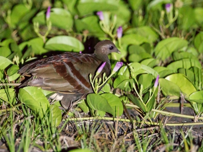 <i class='fa fa-user'></i>&nbsp;Paul van Giersbergen&nbsp;|   Molukkenboshoen&nbsp; <i class='fa fa-eye'>&nbsp;185</i> &nbsp; <i class='fa fa-comment-o'>&nbsp;2</i>