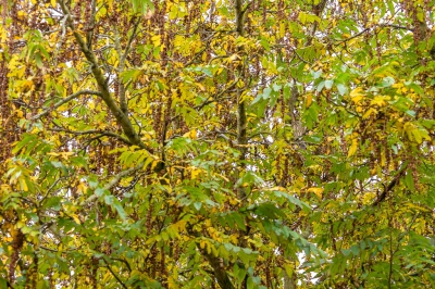 <i class='fa fa-user'></i>&nbsp;jwchess&nbsp;|   Ransuil&nbsp; <i class='fa fa-eye'>&nbsp;376</i> &nbsp;<i class='fa fa-thumbs-up'>&nbsp;1</i> &nbsp; <i class='fa fa-comment-o'>&nbsp;13</i>