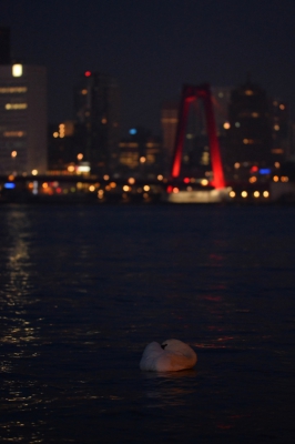 <i class='fa fa-user'></i>&nbsp;Peter Stam&nbsp;|   Knobbelzwaan&nbsp; <i class='fa fa-eye'>&nbsp;324</i> &nbsp;<i class='fa fa-thumbs-up'>&nbsp;3</i> &nbsp; <i class='fa fa-comment-o'>&nbsp;4</i>