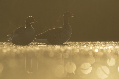 <i class='fa fa-user'></i>&nbsp;EV&nbsp;|   Grauwe Gans&nbsp; <i class='fa fa-eye'>&nbsp;242</i> &nbsp;<i class='fa fa-thumbs-up'>&nbsp;6</i> &nbsp; <i class='fa fa-comment-o'>&nbsp;8</i>