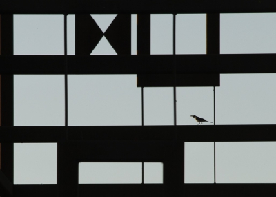 <i class='fa fa-user'></i>&nbsp;Fons Hoiting&nbsp;|   Witte Kwikstaart&nbsp; <i class='fa fa-eye'>&nbsp;453</i> &nbsp;<i class='fa fa-thumbs-up'>&nbsp;10</i> &nbsp; <i class='fa fa-comment-o'>&nbsp;12</i>