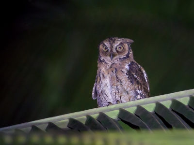 <i class='fa fa-user'></i>&nbsp;Paul van Giersbergen&nbsp;|   Molukse Dwergooruil&nbsp; <i class='fa fa-eye'>&nbsp;274</i> &nbsp; <i class='fa fa-comment-o'>&nbsp;2</i>