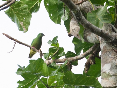 <i class='fa fa-user'></i>&nbsp;Paul van Giersbergen&nbsp;|   Halmaherajufferduif&nbsp; <i class='fa fa-eye'>&nbsp;161</i> &nbsp; <i class='fa fa-comment-o'>&nbsp;0</i>