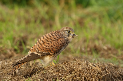 Torenvalkje aan haar diner. Kon haar te voet redelijk benaderen. Nadat zij de ingewanden eruit gehaald had, verdween de rest van de maaltijd ook zonder problemen. Pootjes en staartje nog net zichtbaar.