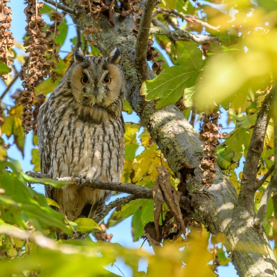 <i class='fa fa-user'></i>&nbsp;jwchess&nbsp;|   Ransuil&nbsp; <i class='fa fa-eye'>&nbsp;437</i> &nbsp;<i class='fa fa-thumbs-up'>&nbsp;1</i> &nbsp; <i class='fa fa-comment-o'>&nbsp;5</i>